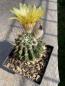 Preview: Notocactus submammulosus